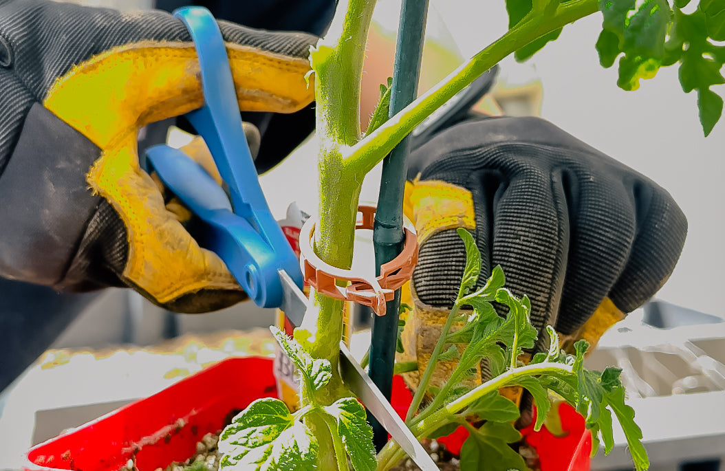 The Hack to a Bigger Harvest: Pruning your Tomato Plant