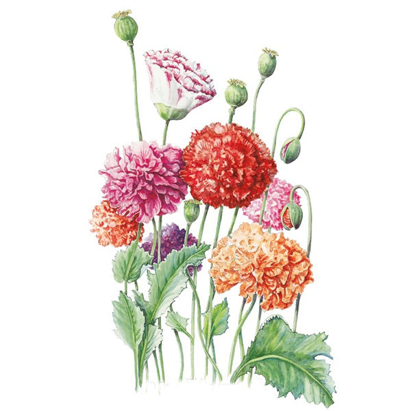 Botanical Interests Flower Seed