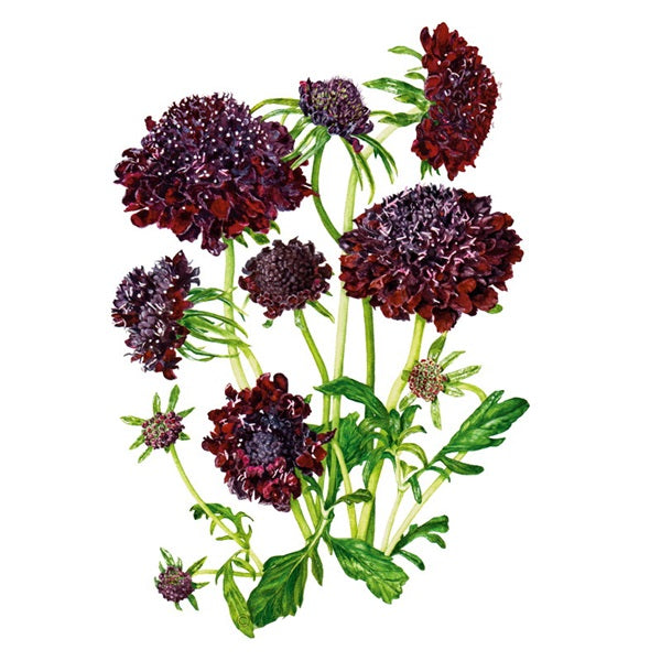 Botanical Interests Flower Seed