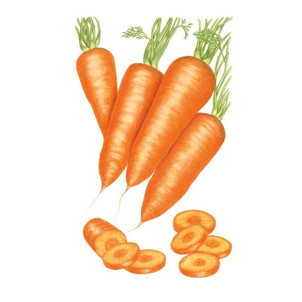 Botanical Interests Red Cored Chantenay Carrot Seed