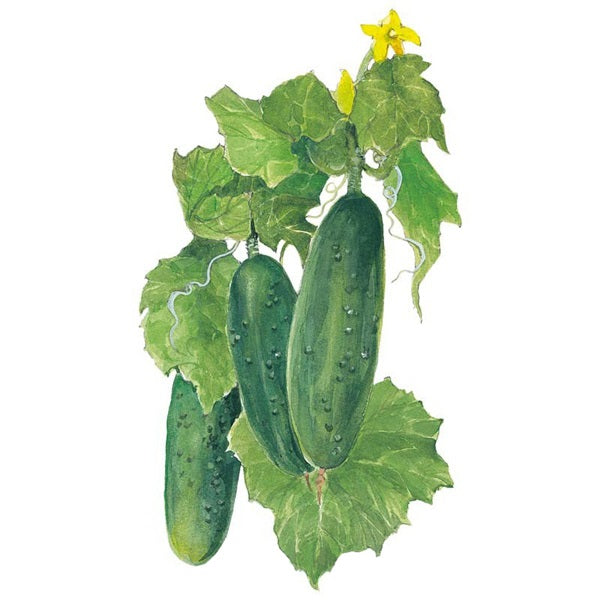 Botanical Interests Spacemaster 80 Cucumber Seed