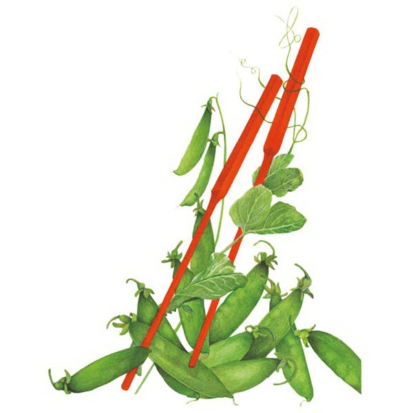 Botanical Interests Oregon Sugar Pod II Snow Pea Seed