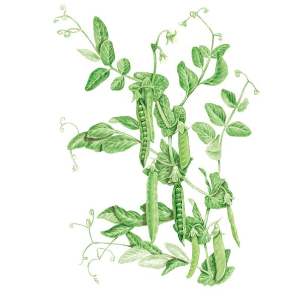 Botanical Interests Green Arrow Shelling Pea Seed