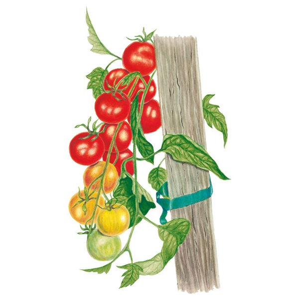 Botanical Interests Gardener's Delight Pole Cherry Tomato Seed