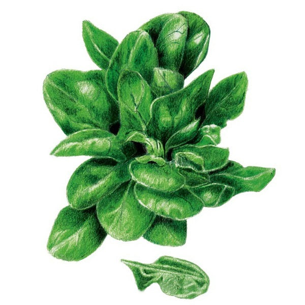 Botanical Interests Matador Spinach Seed