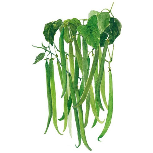 Botanical Interests French Filet Bush Bean Seed