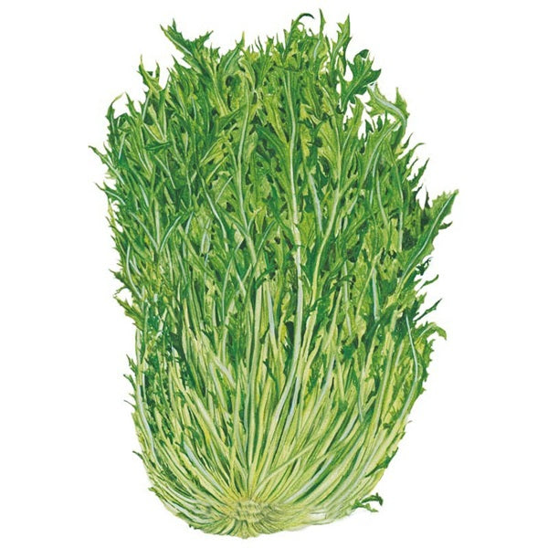 Botanical Interests Mizuna Mustard Seed