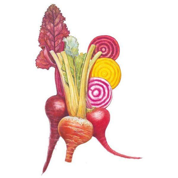 Botanical Interests Gourmet Blend Beet Seed
