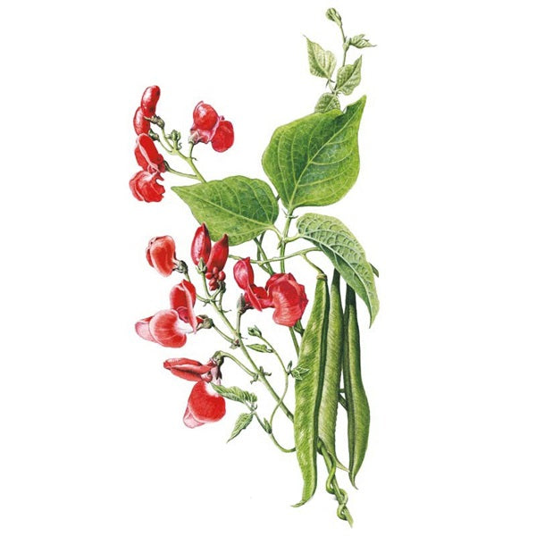 Botanical Interests Scarlet Emperor Pole Runner Bean Seed