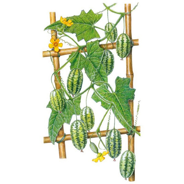 Botanical Interests Mouse Melon Cucamelon Melon Seed