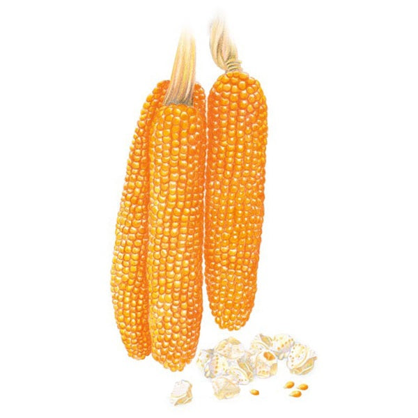 Botanical Interests Robust Pop R400MR Popcorn Corn Seed