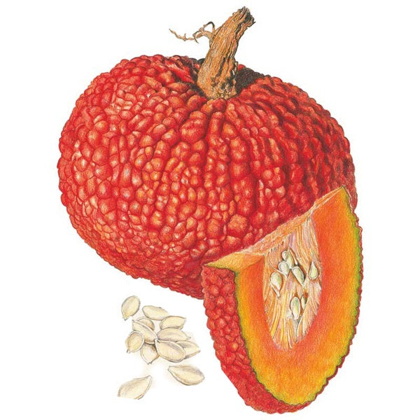Botanical Interests Red Warty Thing Pumpkin Seed