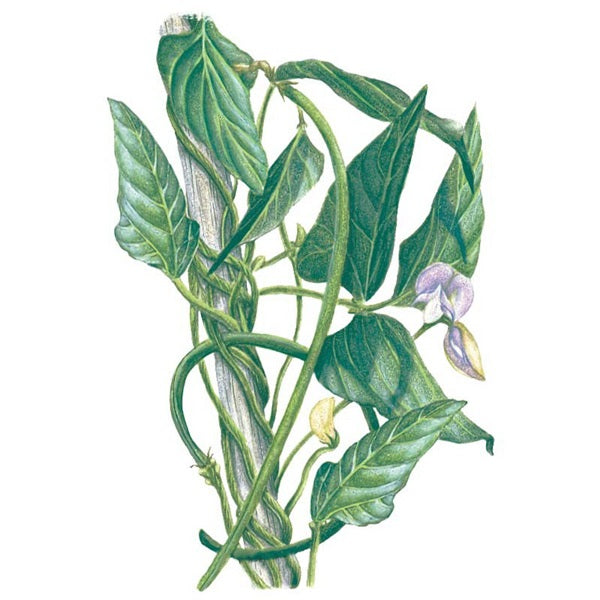 Botanical Interests Orient Wonder Pole Yard Long Bean Seed