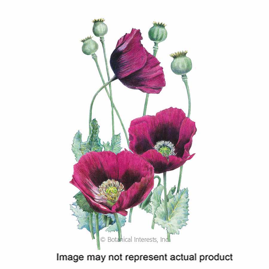 Botanical Interests Flower Seed