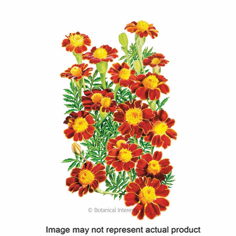 Botanical Interests Flower Seed