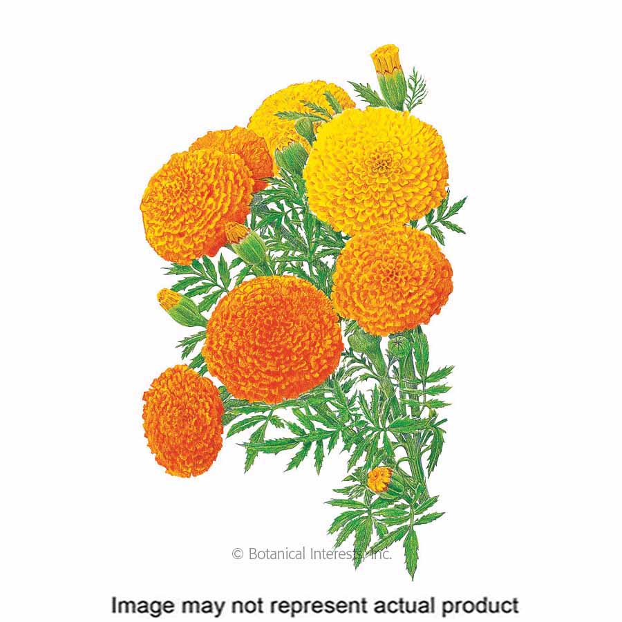 Botanical Interests Flower Seed