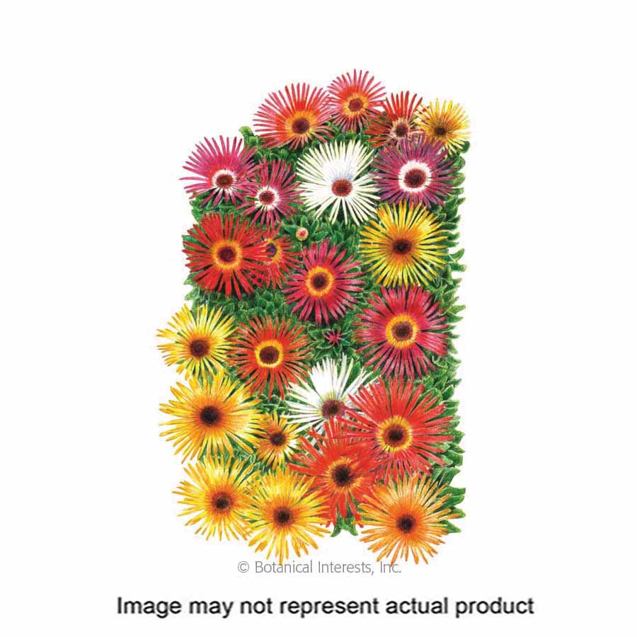 Botanical Interests Flower Seed