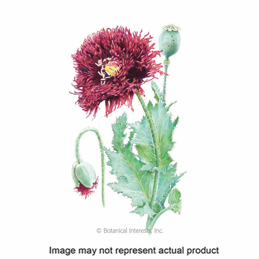 Botanical Interests Flower Seed