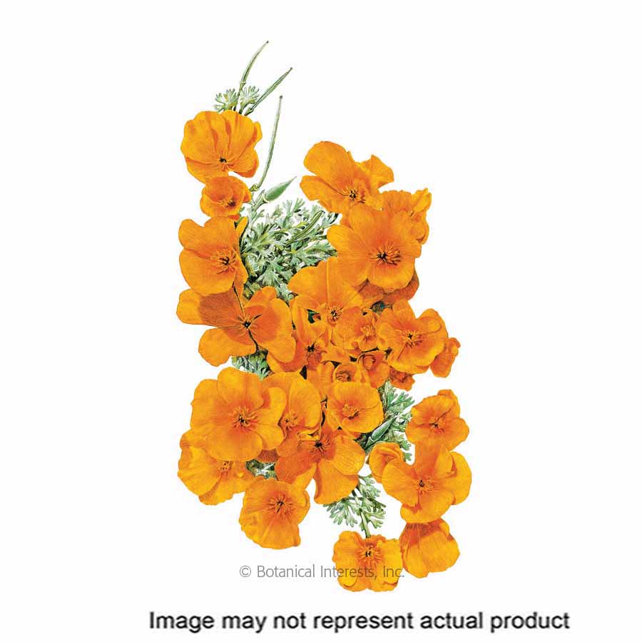 Botanical Interests Flower Seed