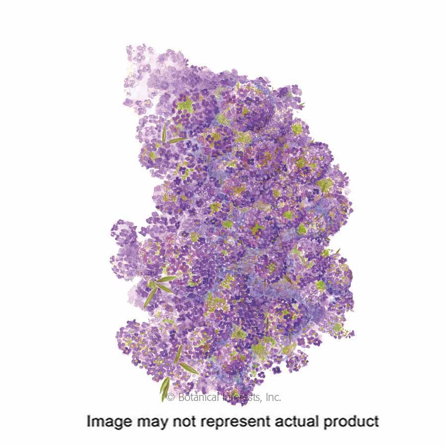 Botanical Interests Flower Seed