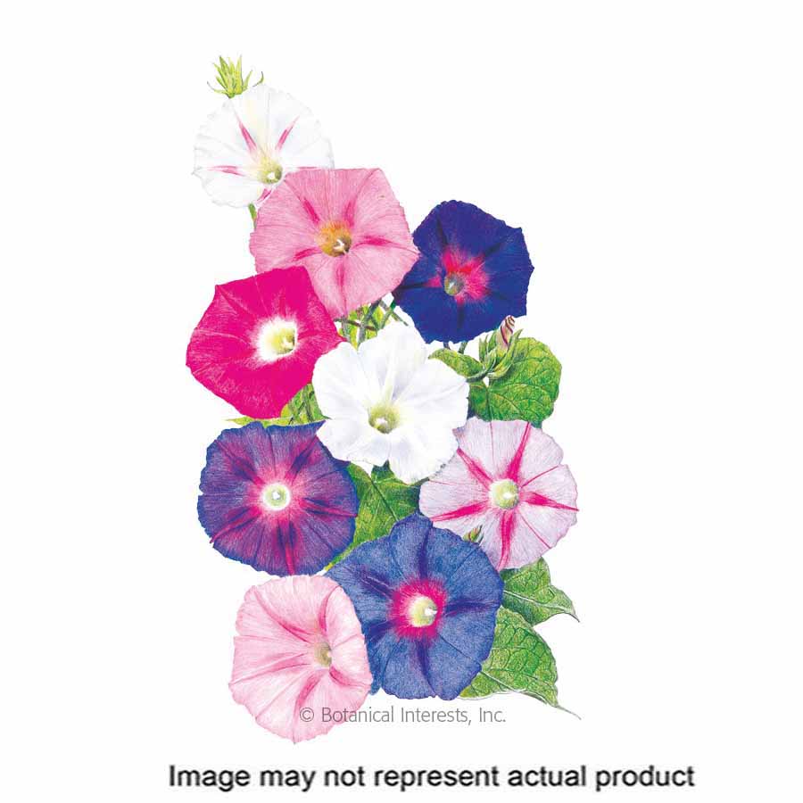 Botanical Interests Flower Seed