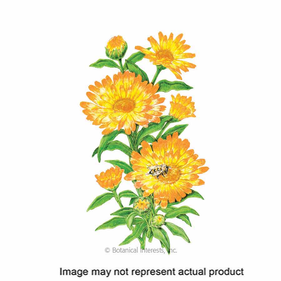 Botanical Interests Flower Seed