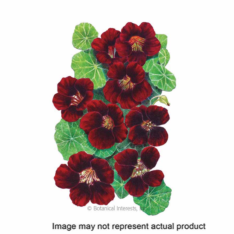 Botanical Interests Flower Seed Blkvlvt