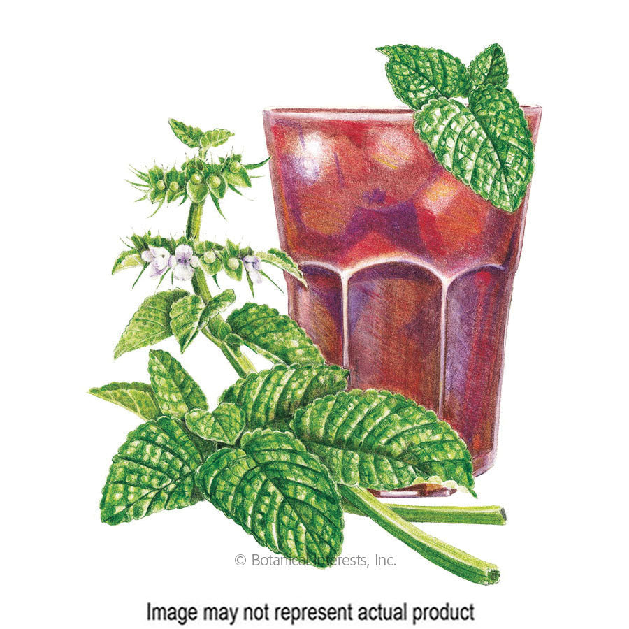 Botanical Interests Herb Seed