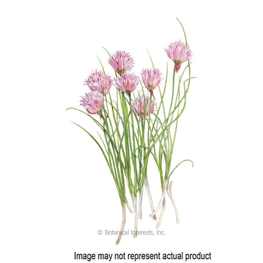 Botanical Interests Herb Seed