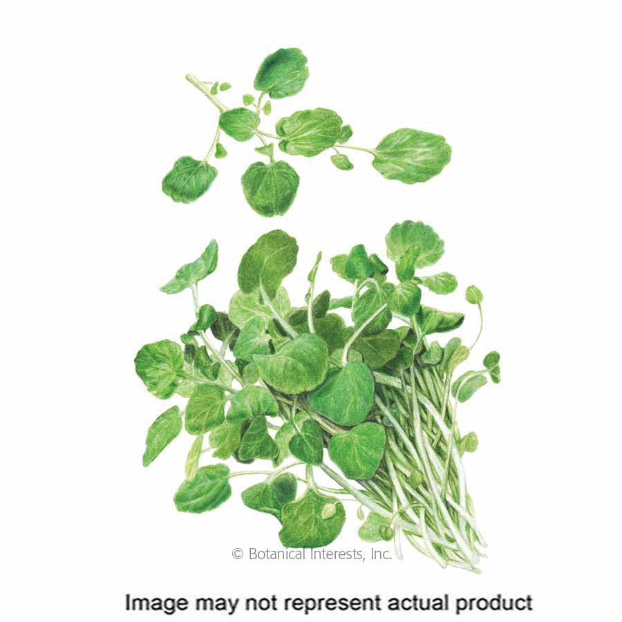 Botanical Interests Herb Seed