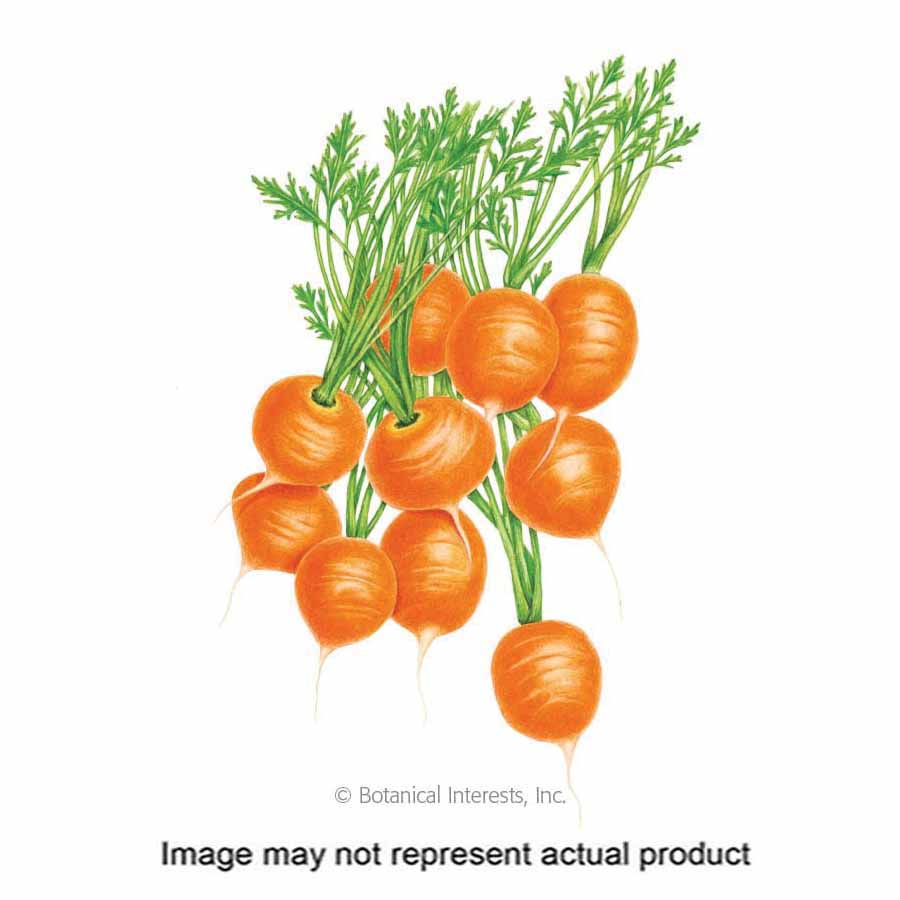 Botanical Interests Vegetable Seed