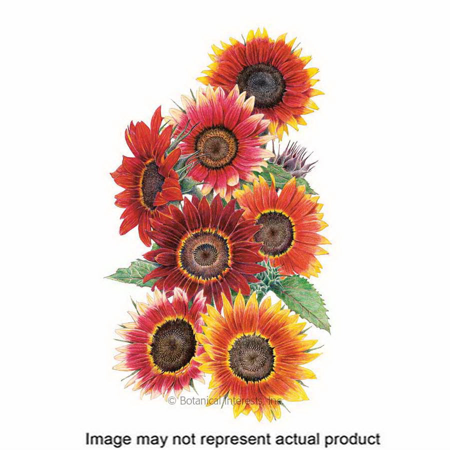 Botanical Interests Flower Seed
