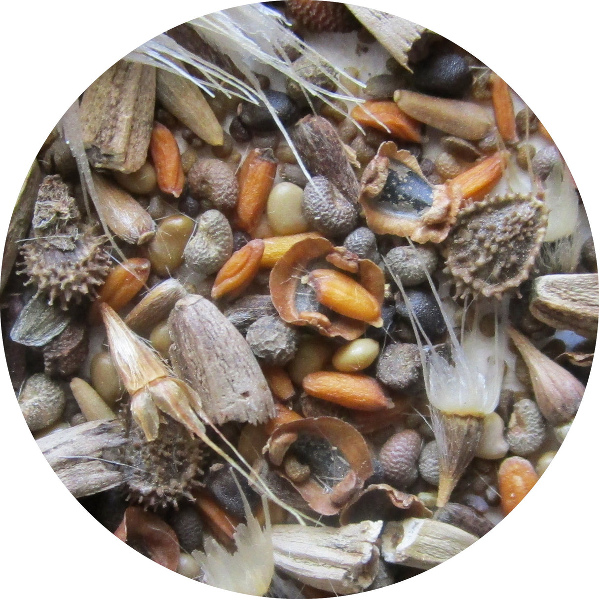 bbbseed Flower Seed Mix