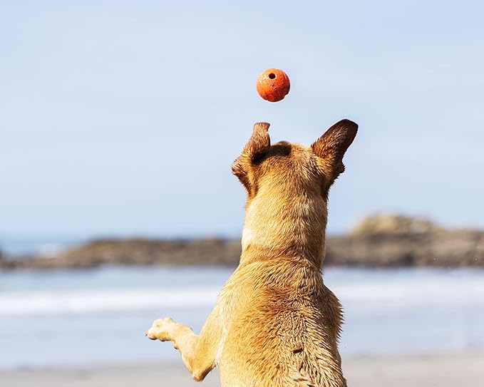 Chuckit! Fetch Ball Dog Toy - Medium