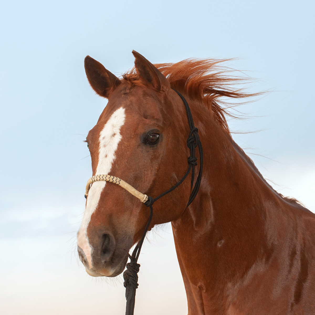 Classic Equine Braided Inlaid Rawhide Rope Halter