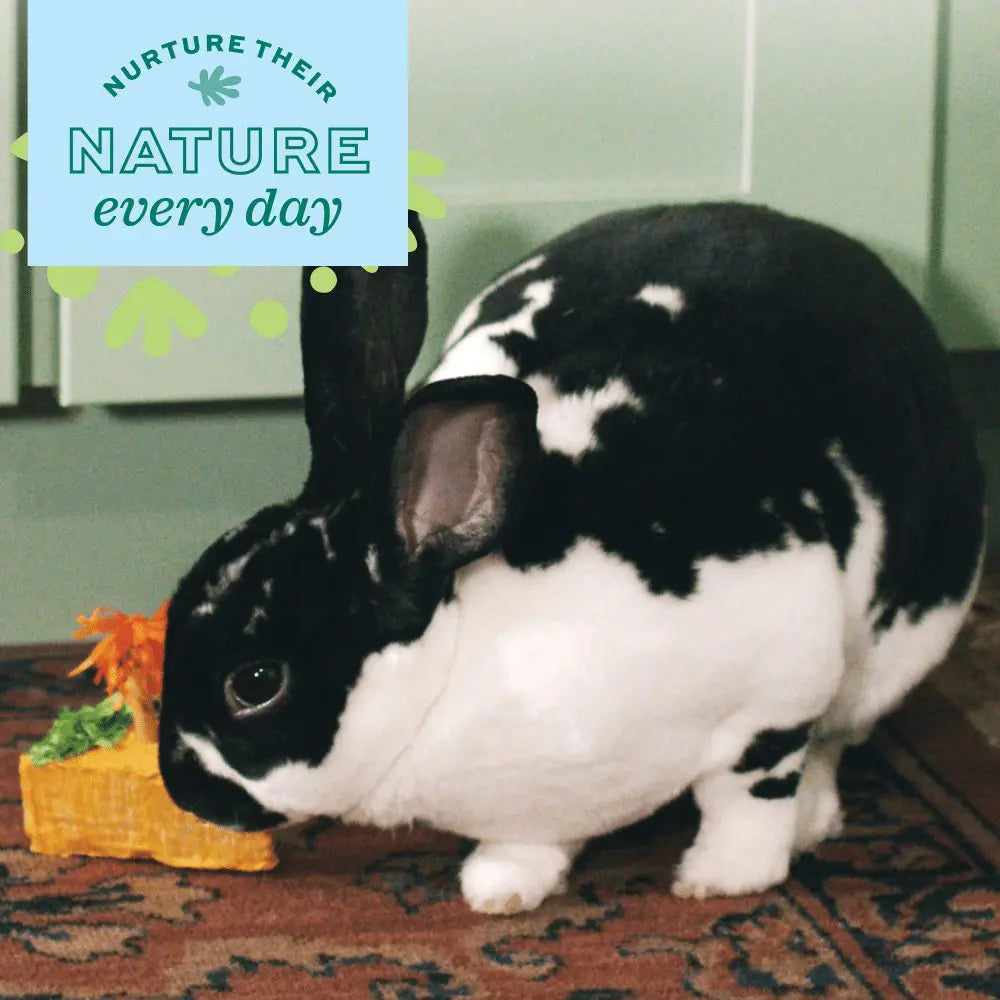 Oxbow Animal Health Enriched Life Celebration Cake Chew