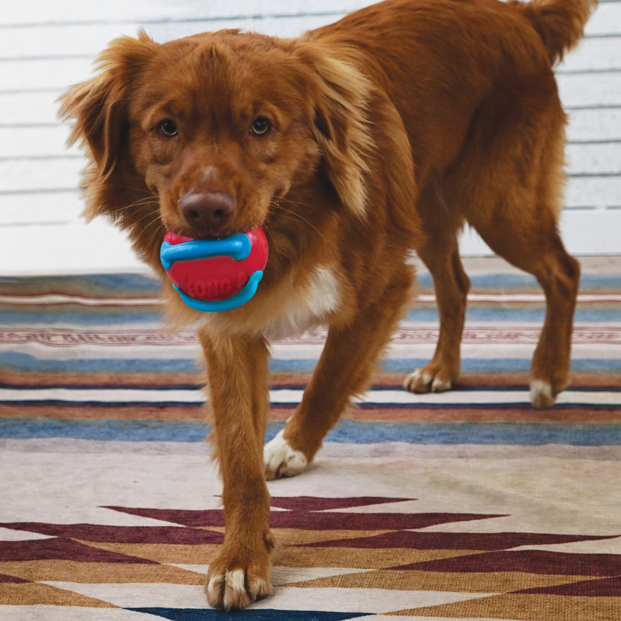 Kong Jaxx Brights Tug with Ball Dog Toy - Medium