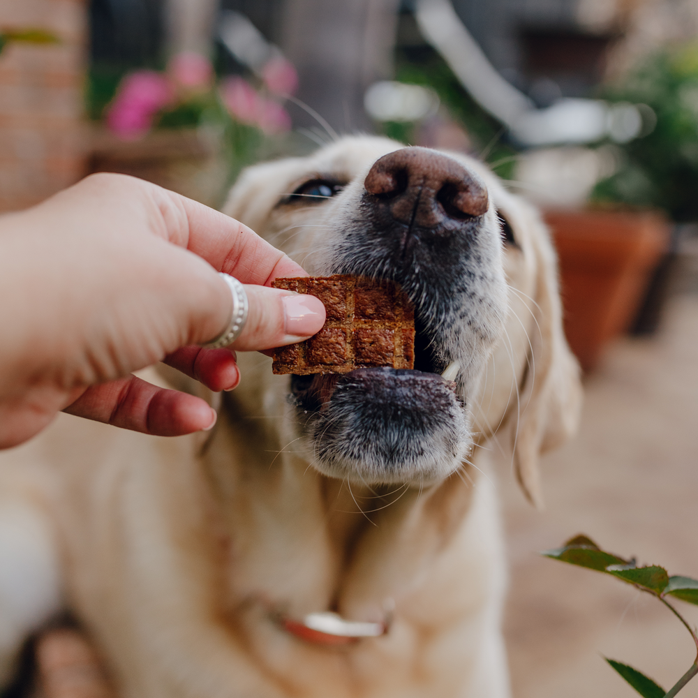 Shameless Pet Salmon Loves Butternut Jerky Bites Dog Treat