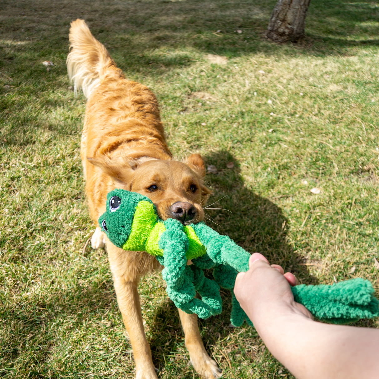 Kong Knots Frog Dog Toy - Large / X-Large