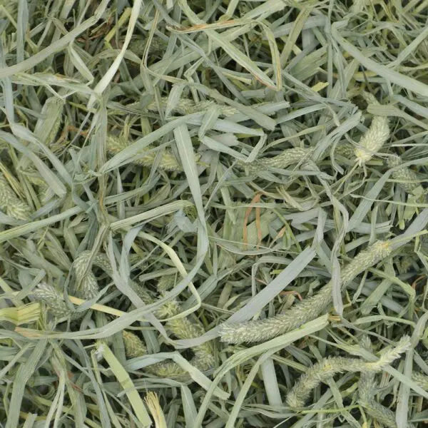 Oxbow Animal Health Prime Cut Hearty & Crunchy Timothy Hay (20oz / 40oz)