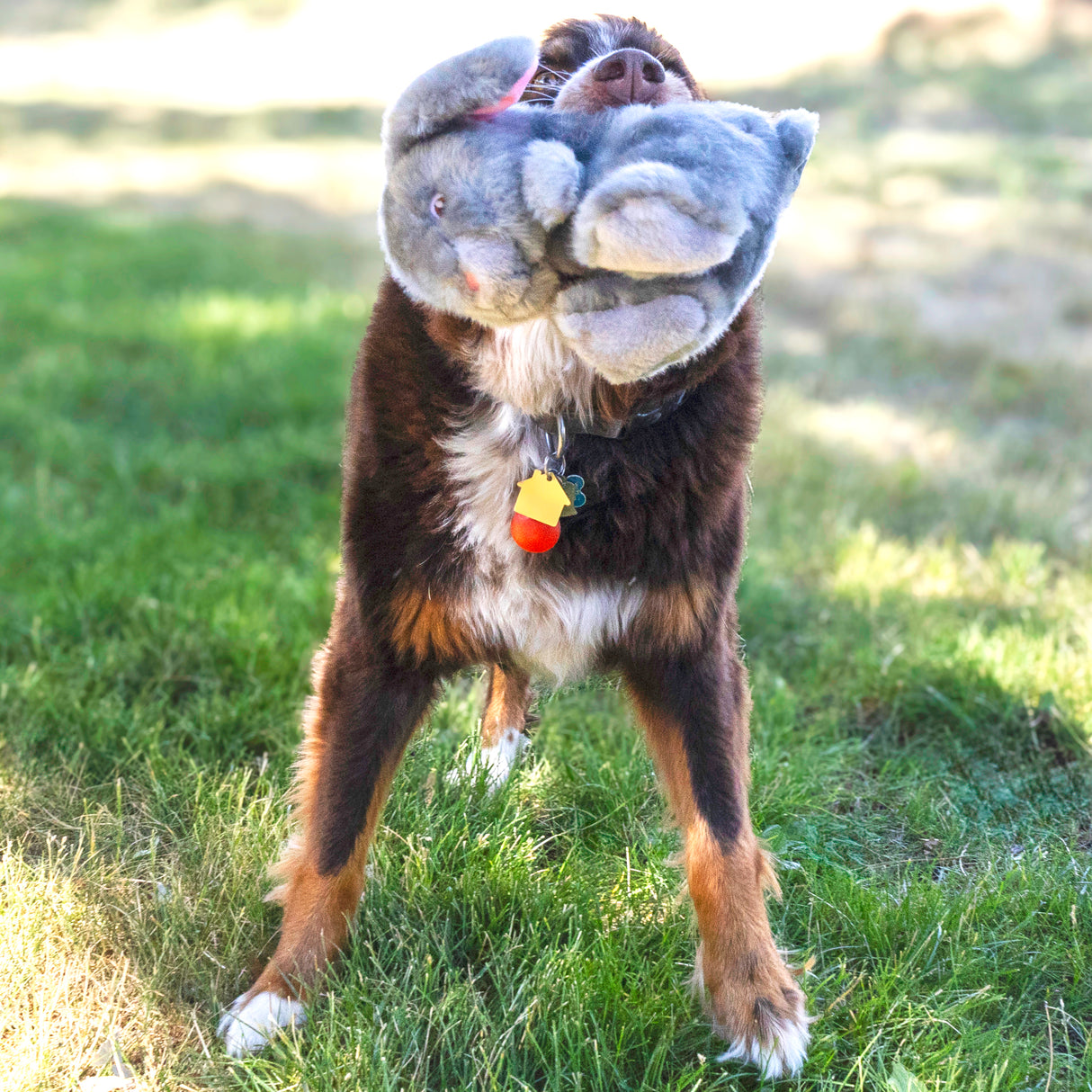 Kong Toughz Dog Toy - Bunny - Medium