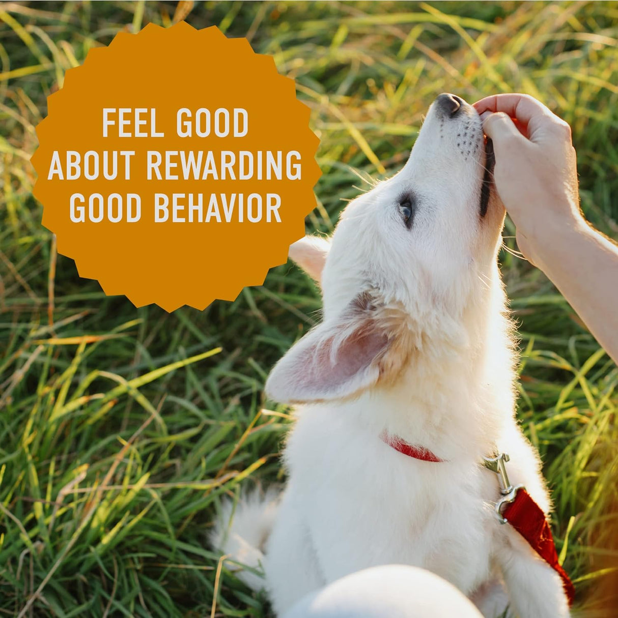 Cloudstar Tricky Trainers Soft & Chewy Dog Treats with Cheddar - 5oz & 14oz