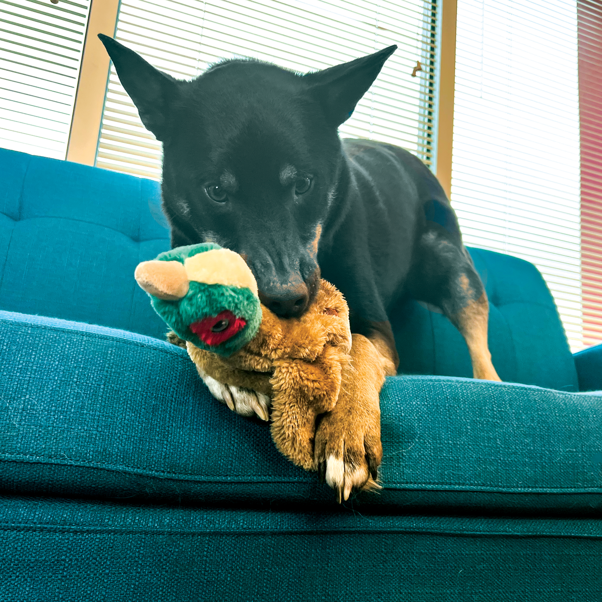 Kong Wild Low Stuff Dog Toy - Pheasant - Medium