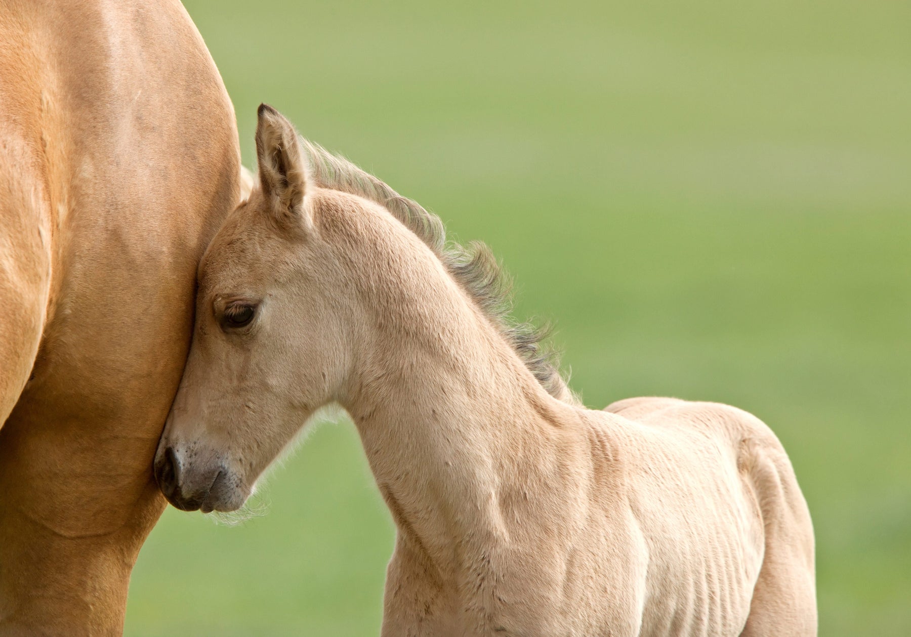 Understanding the Feeding of Young Horses