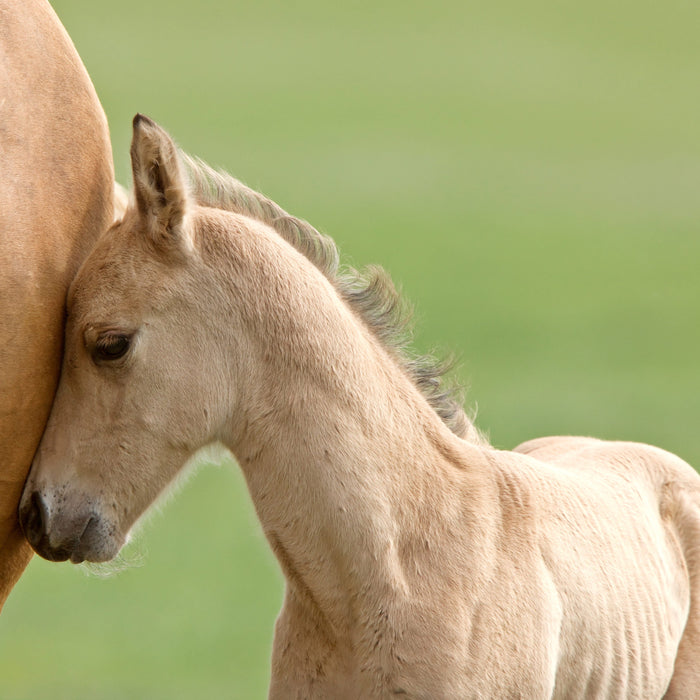 Understanding the Feeding of Young Horses