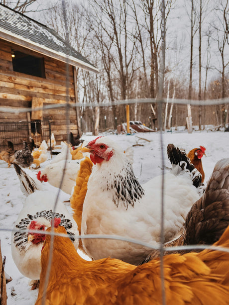 Winter Prep for Your Flock: Keeping Your Chickens Happy and Laying Through the Cold