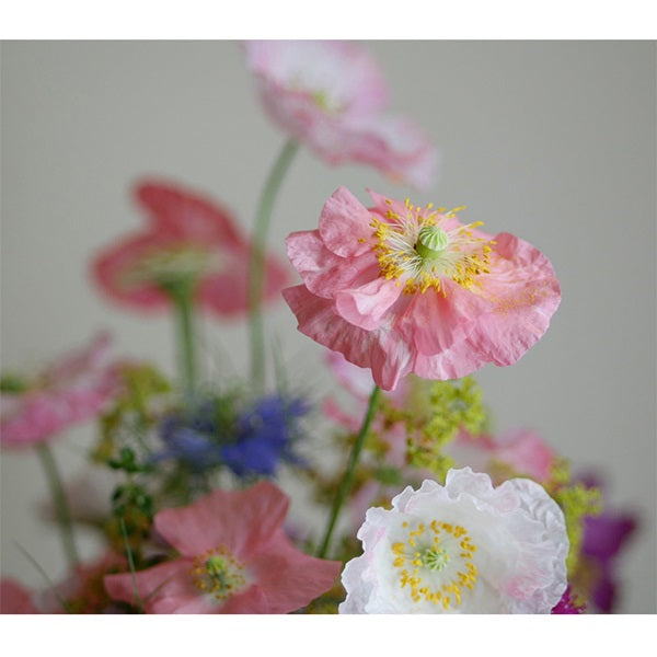 Botanical Interests Flower Seed