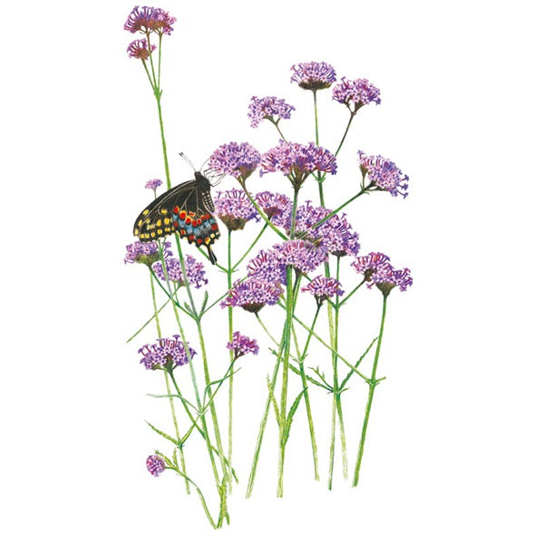 Botanical Interests Flower Seed