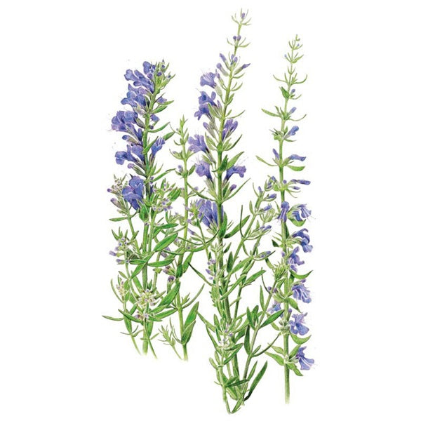 Botanical Interests Flower Seed