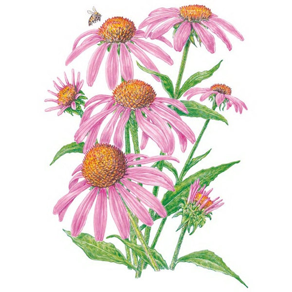 Botanical Interests Flower Seed